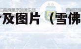 雪佛兰汽车报价及图片（雪佛兰汽车报价及图片2023款）